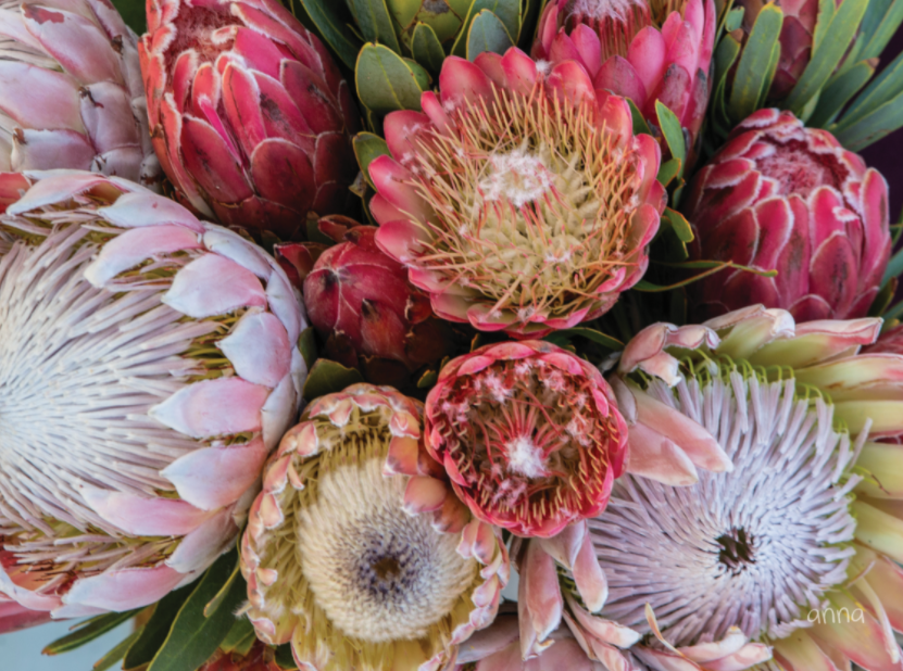 Anna's Pink Protea Vinyl Placemats (Set of 4)