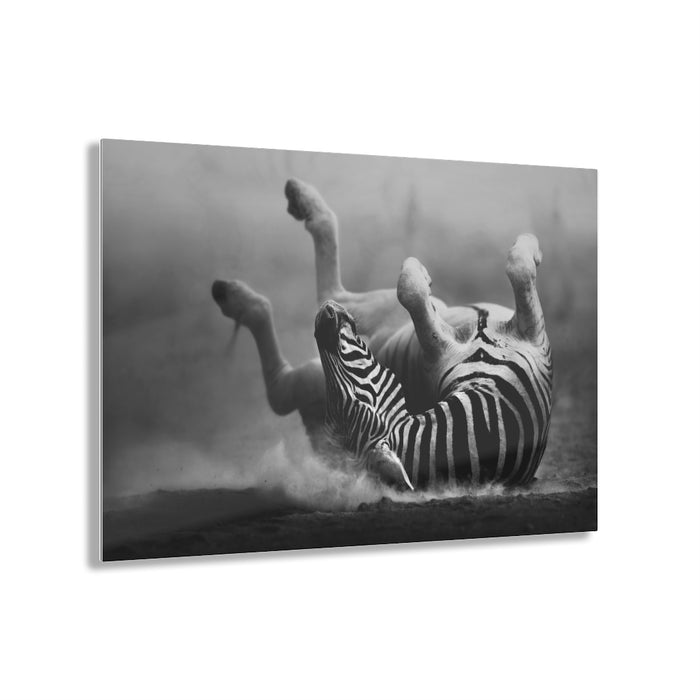 Playful Zebra by Swanepoel